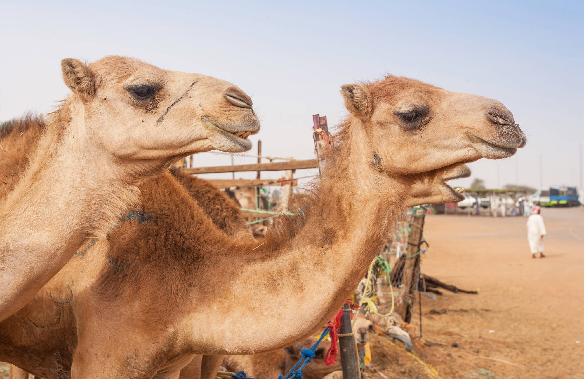 united-arab-emirates-camel-market-in-al-ain-cover