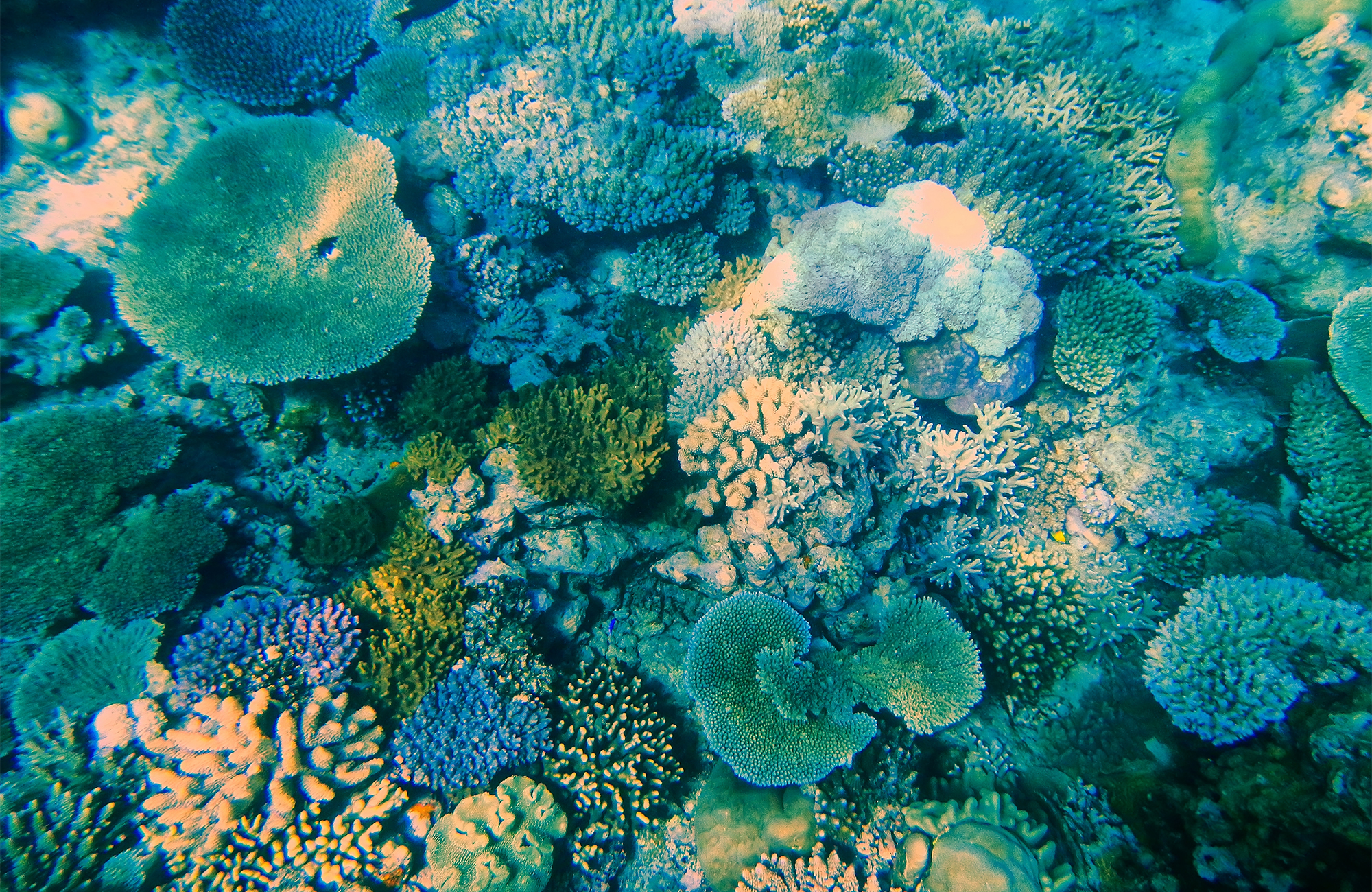 Dykking på Fiji | KILROY