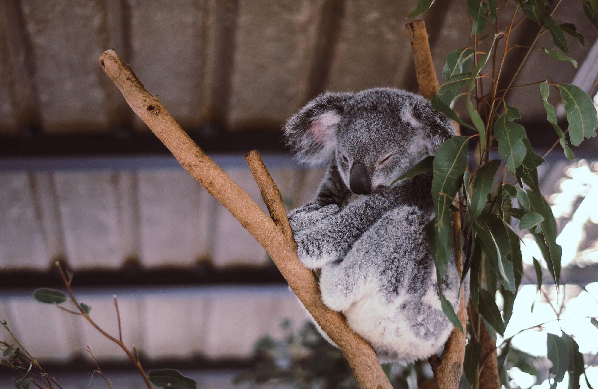 Koalabjørn i Australia| KILROY 