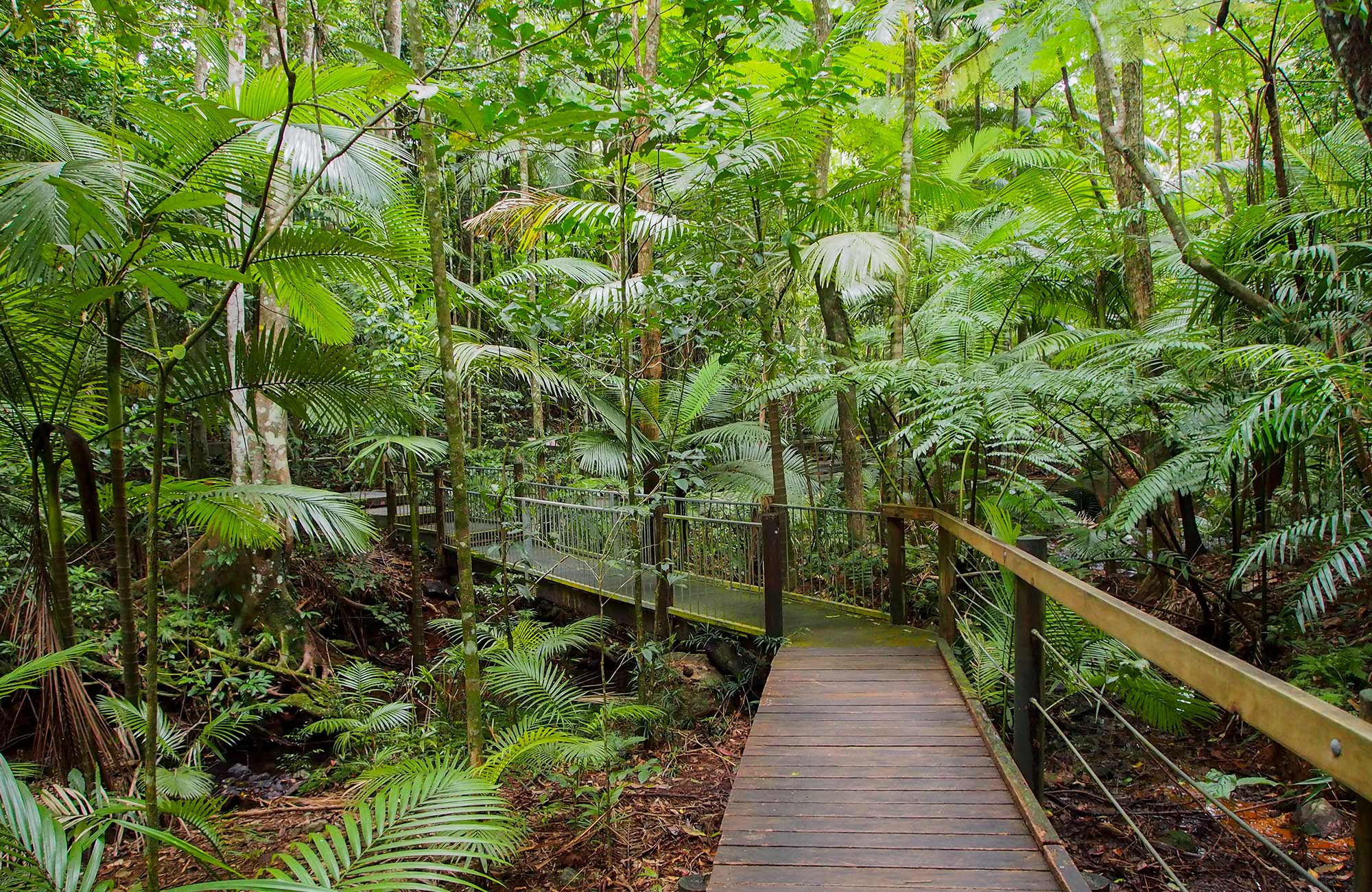cairns-australia-jungle-cover