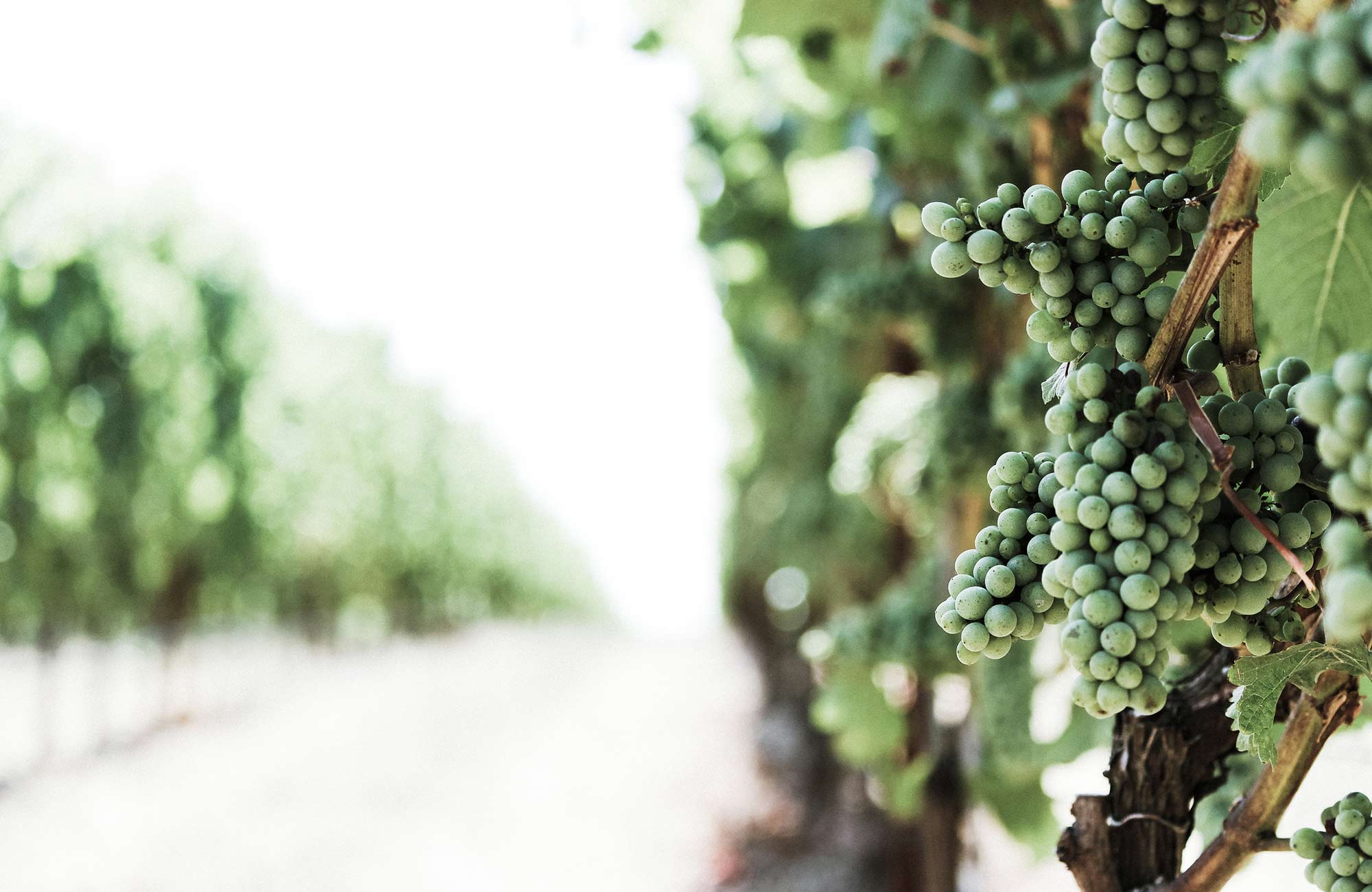 australia-vineyard-cover