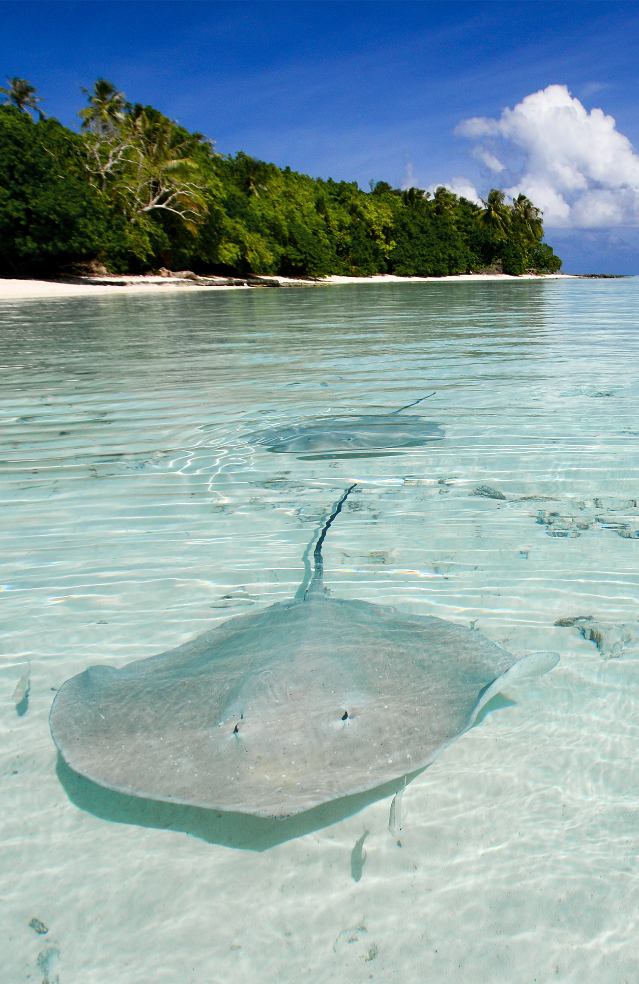 french-polynesia-tahiti-fish-maupiti-sidebar