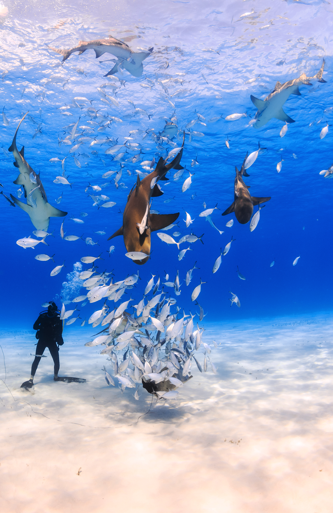 Dykking med hai på Bahamas
