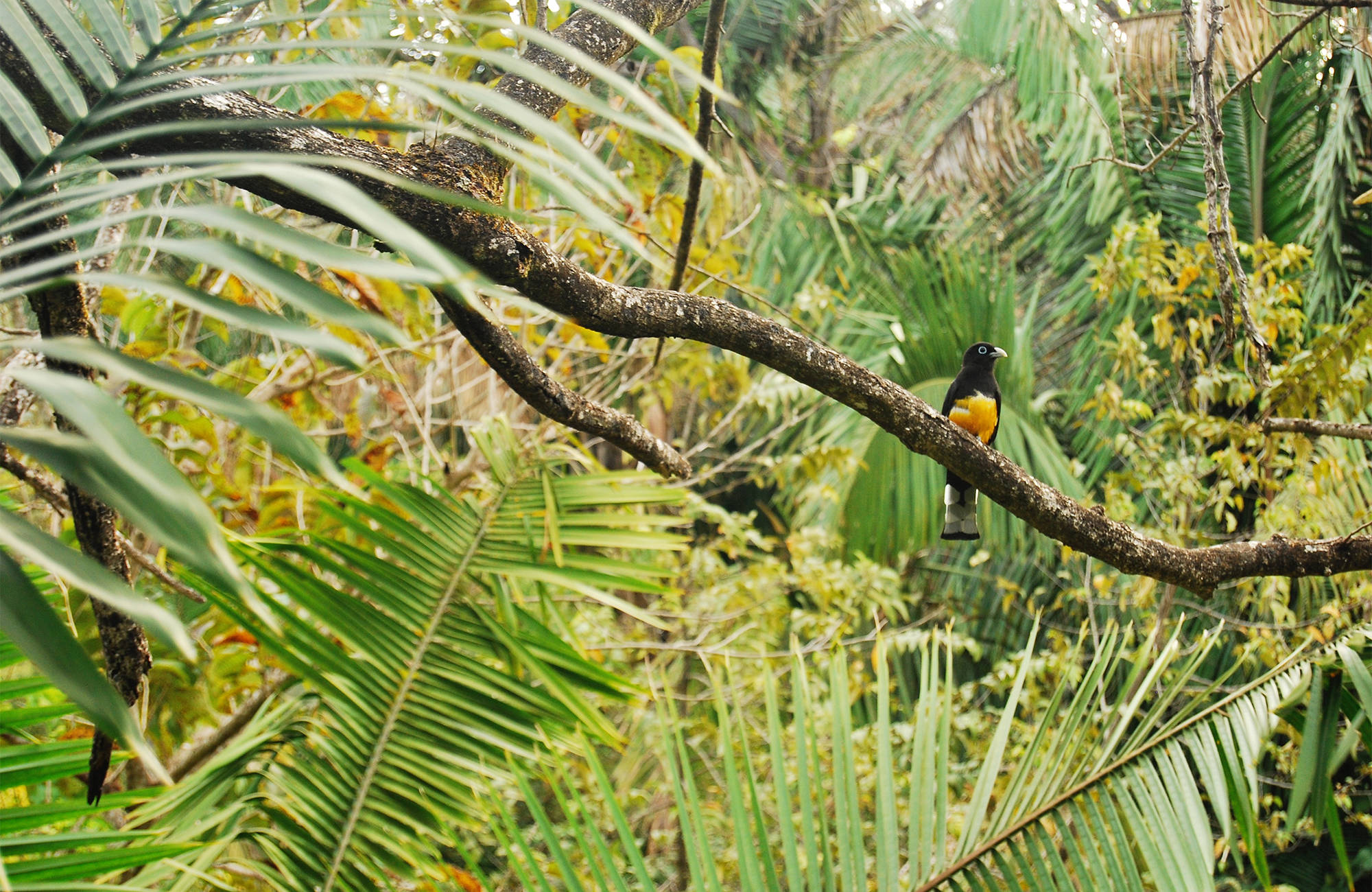 central-america-bird-jungle-nosara-costa-rica-cover