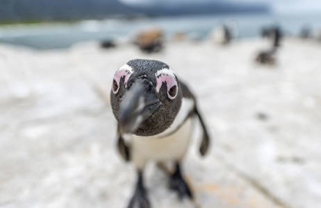 møt pingvinene på en reise til Sør-Afrika med KILROY