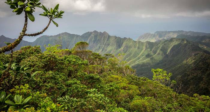 Vandre i ville jungler og over majestetiske fjell på Hawaii