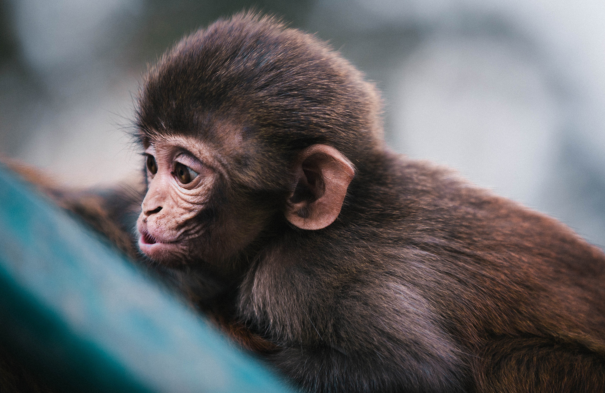 kathmandu-swayambhu-stupa-close-up-little-monkey-cover