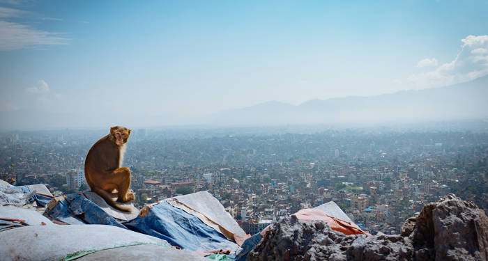 opplev utsikten sammen med apene i kathmandu