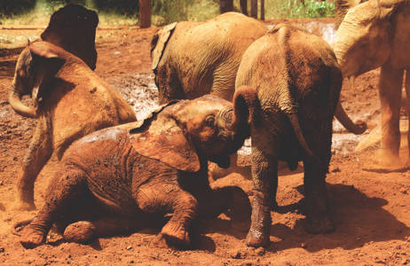 se elefantene i nairobi på en reise til kenya