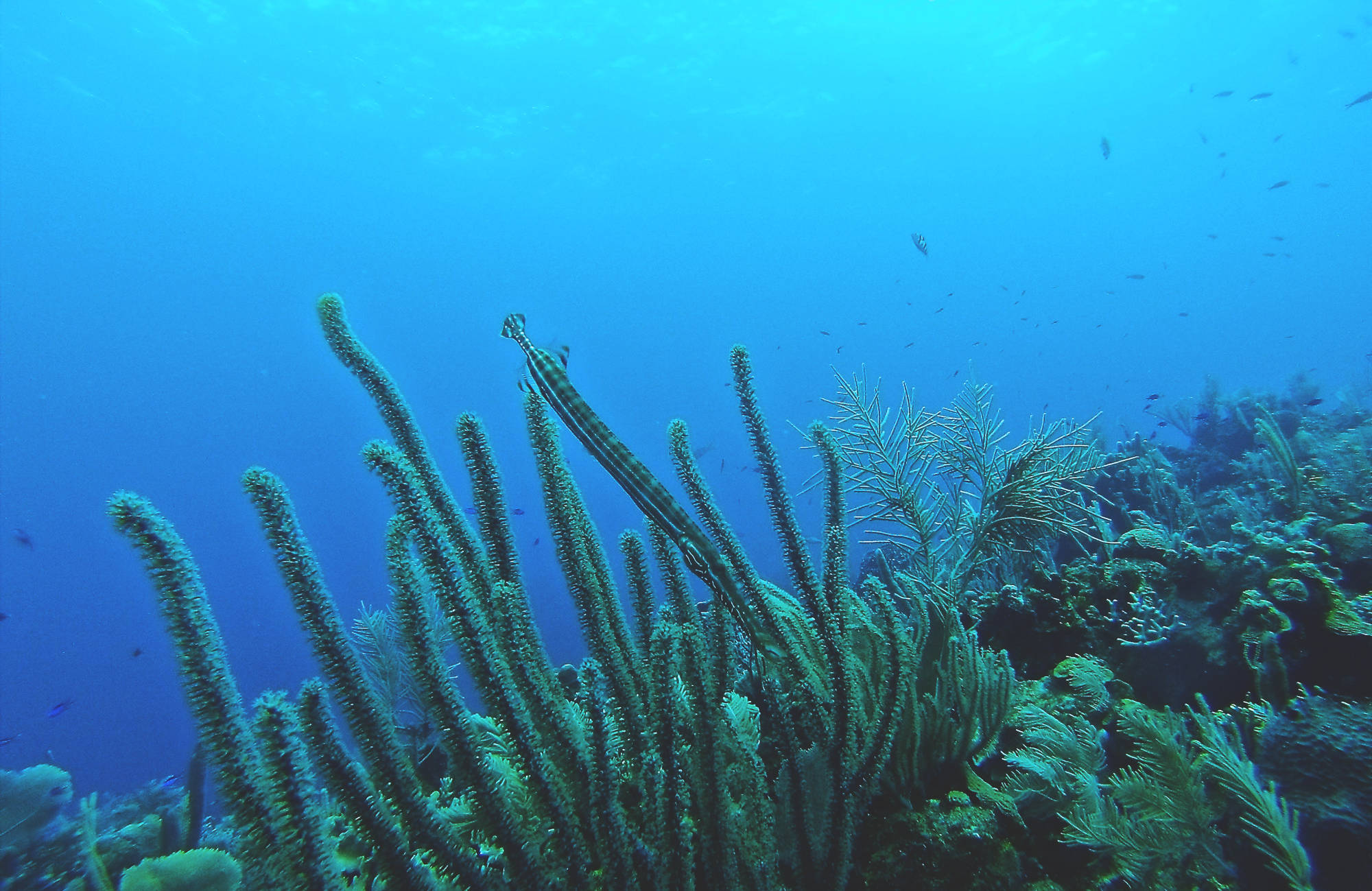 roatán-honduras-blue-water-coral-fish-cover