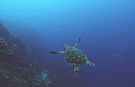 roatán-honduras-turtle-in-the-sea-cover
