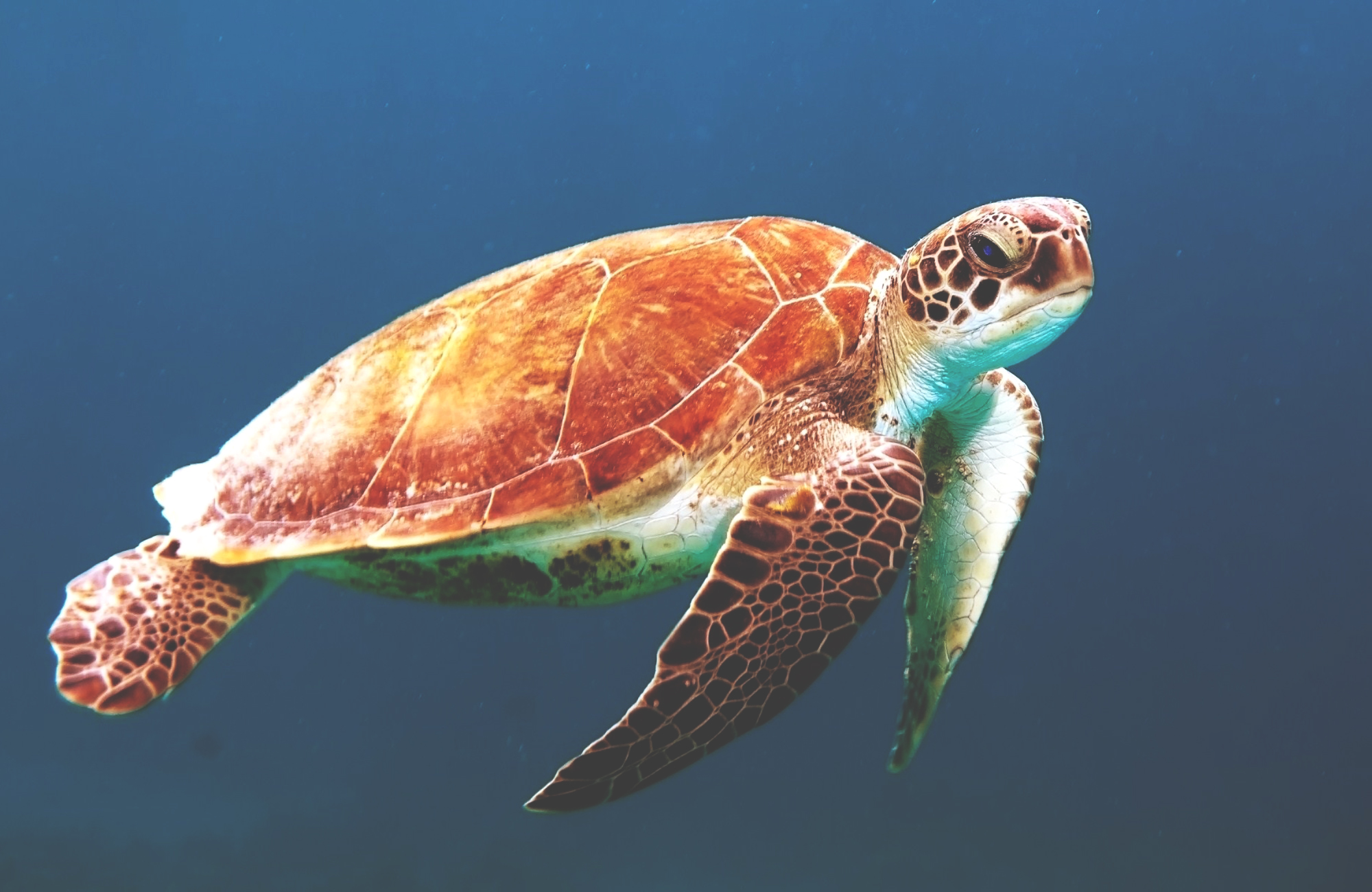 Dykking på Zanzibar | KILROY