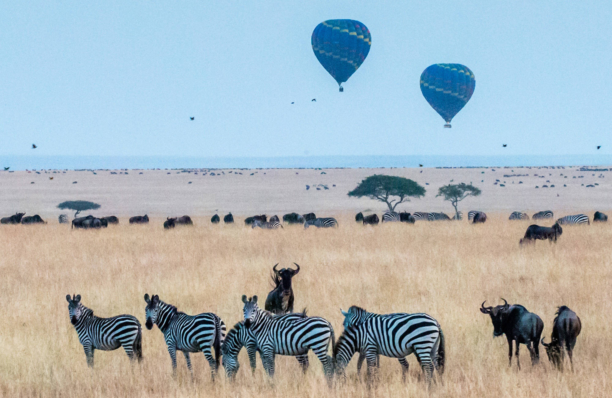 Reiser til Afrika | Safari i Afrika 