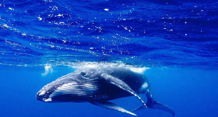 tonga-humpback-whale-underwater-blue-ocean-cover
