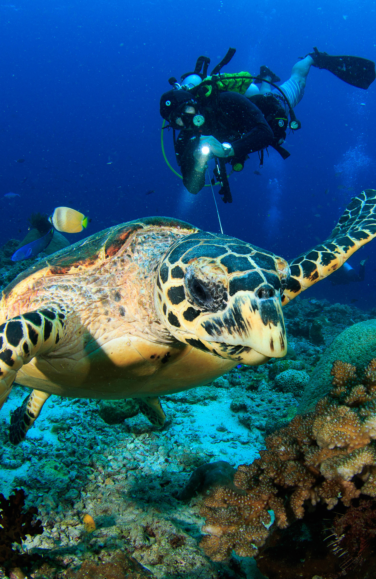 diving-diver-with-turtle-sidebar