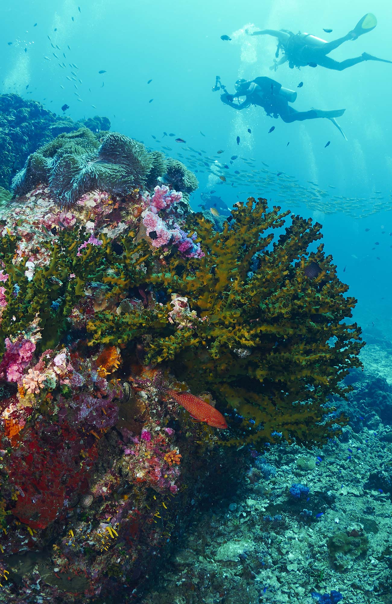 Dykking på Bali | KILROY