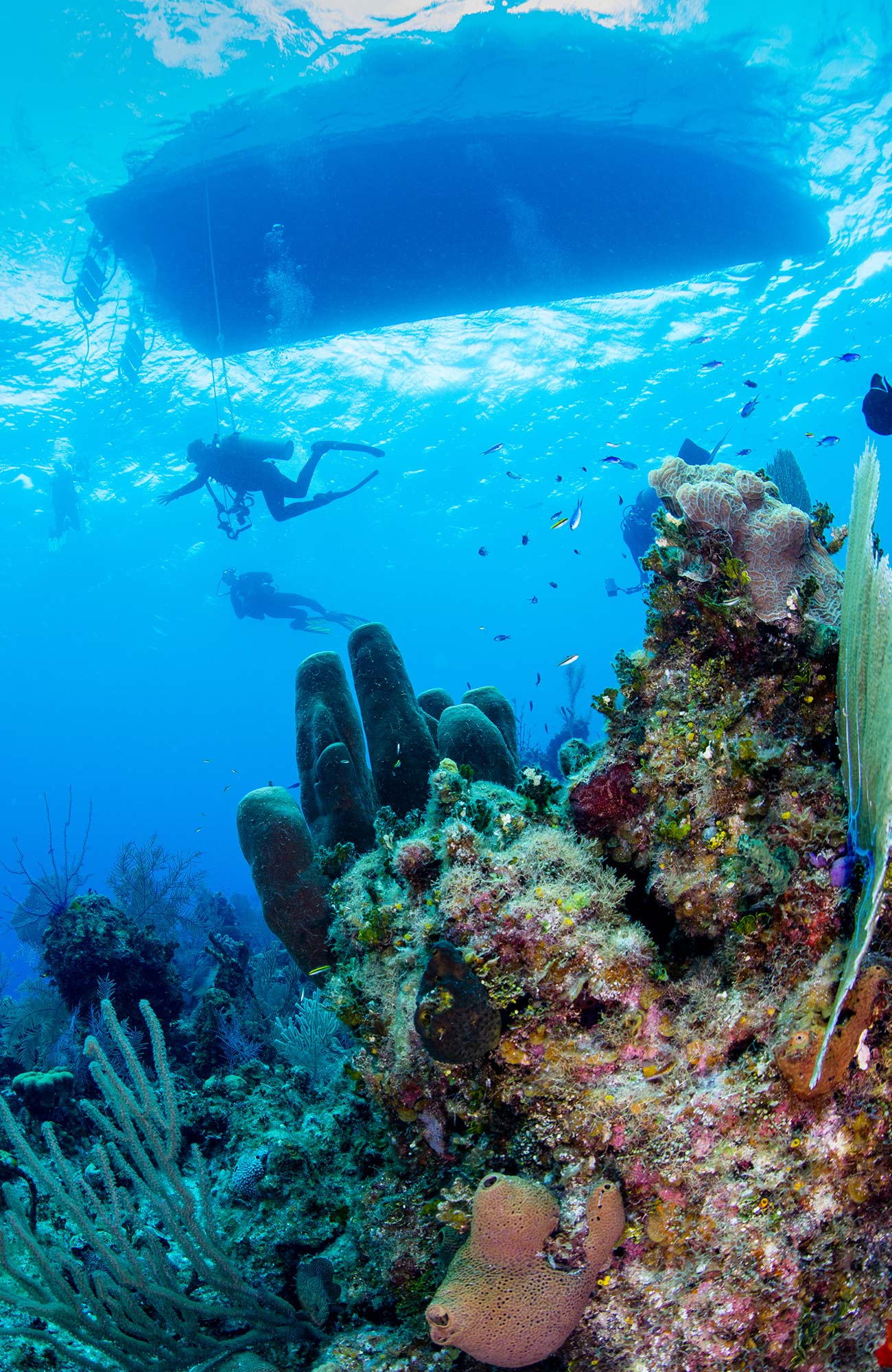 Dykke ved Great Barrier Reef | KILROY