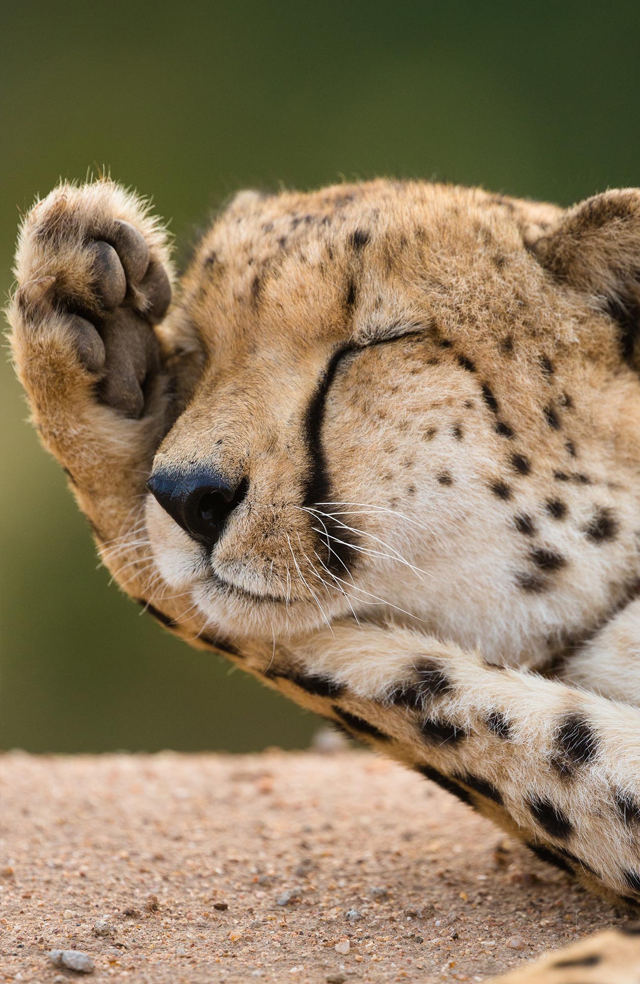 Safari i Asia med KILROY