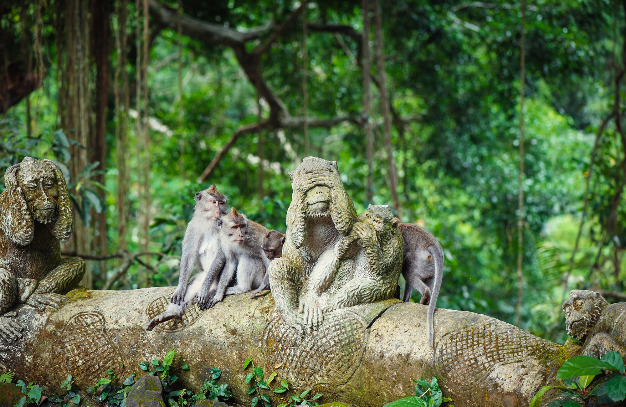 ubud.foto.
