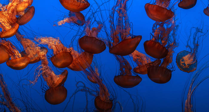 fiji-underwater-jellyfish-cover