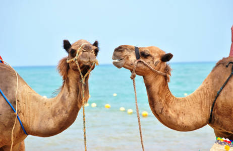 kameler på stranden i marokko