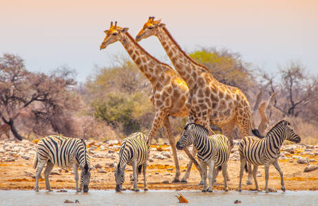 opplev det fantastiske dyrelivet på en reise til namibia