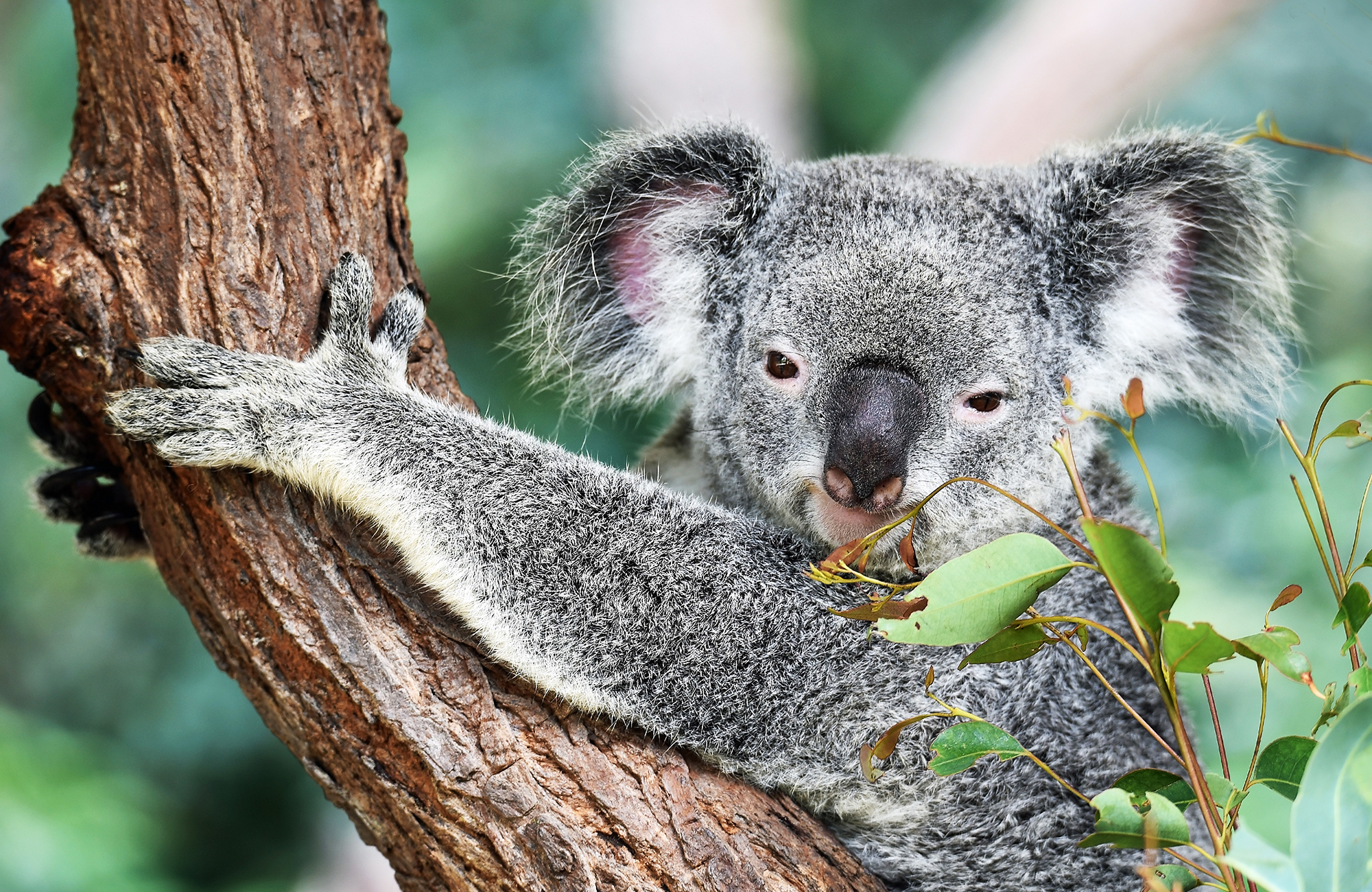 koalabjørn i australia