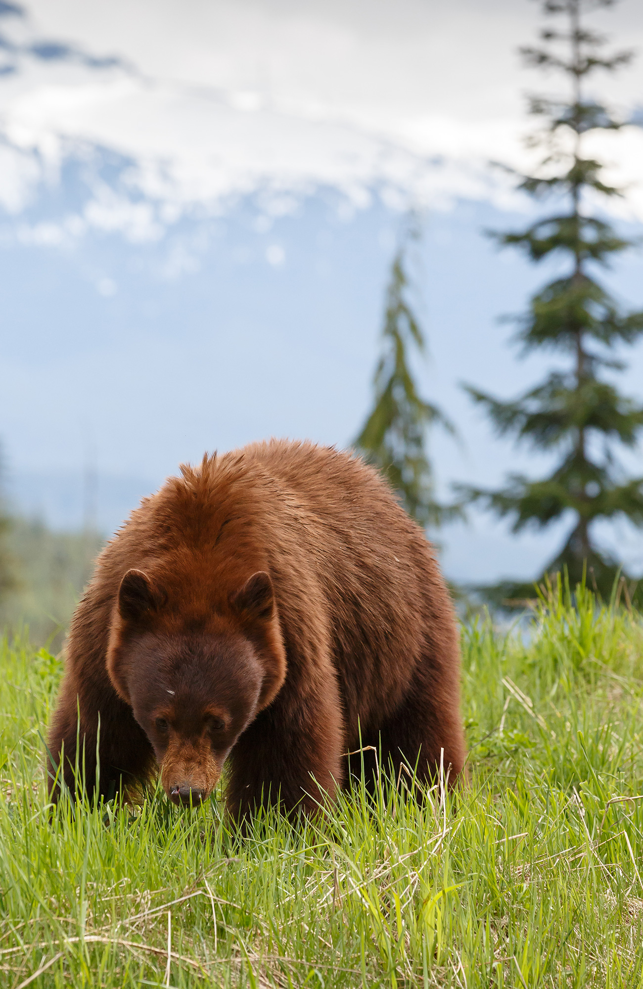 yellowstone-national-park-bear-sidebar