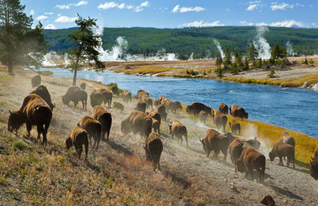 yellowstone-national-park-bison-herd-cover