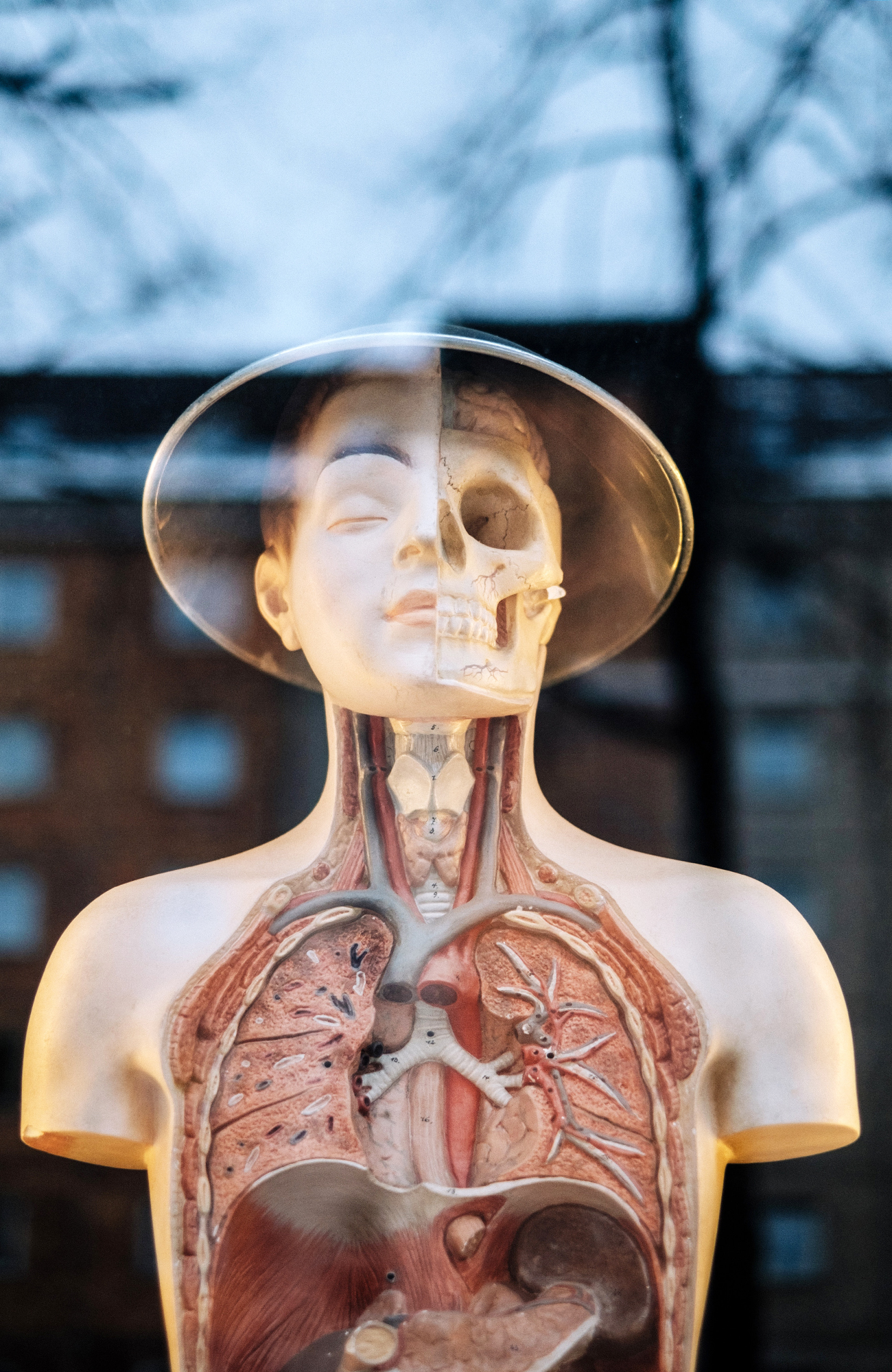 Studere helsefag i utlandet