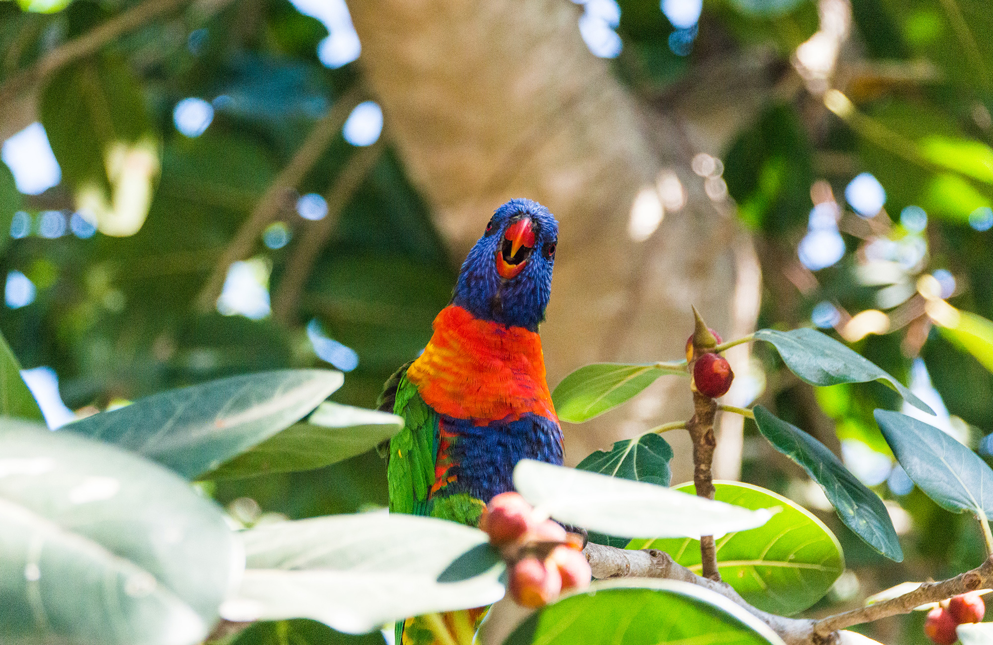 Årsstudium | Animal Ecology i Australia