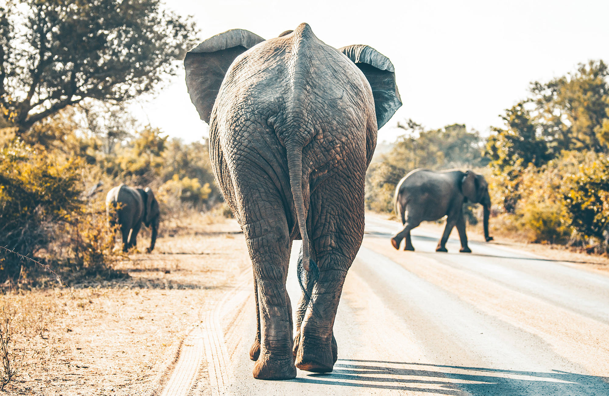 Utforsk Krugerparken når du er i Sør-Afrika
