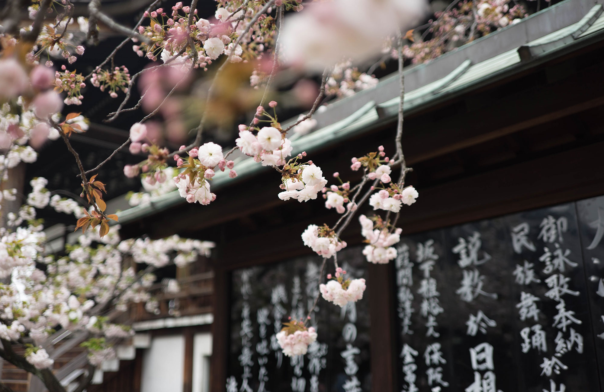 Reiser til Osaka - Japanske eventyr!