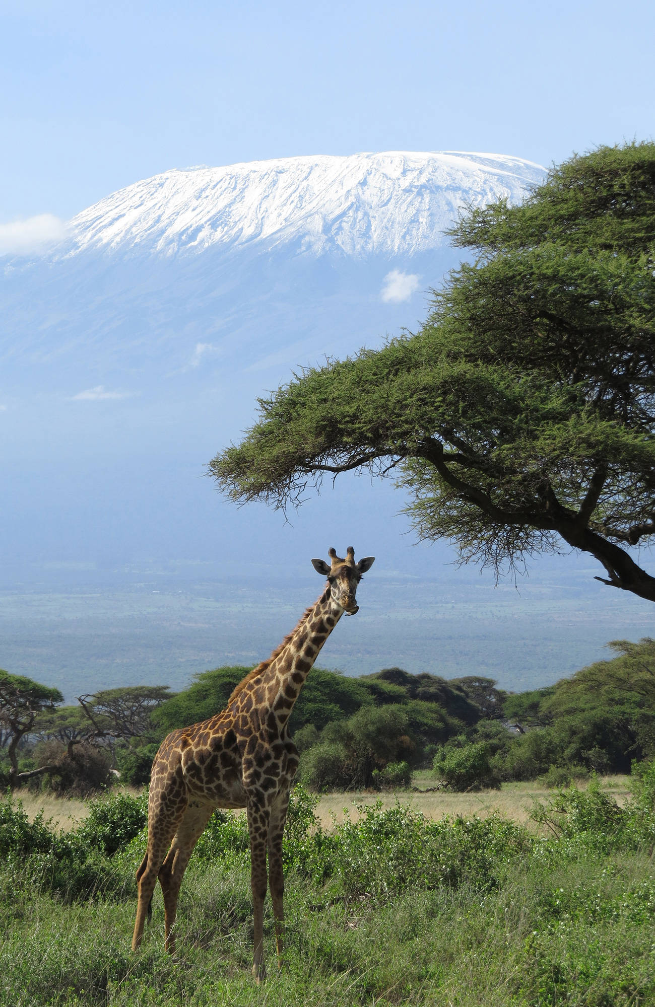 kilimanjaro-africa-tanzania-giraffe-sidebar