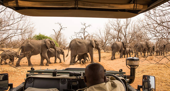 Tusenvis av elefanter i Chobe National Park