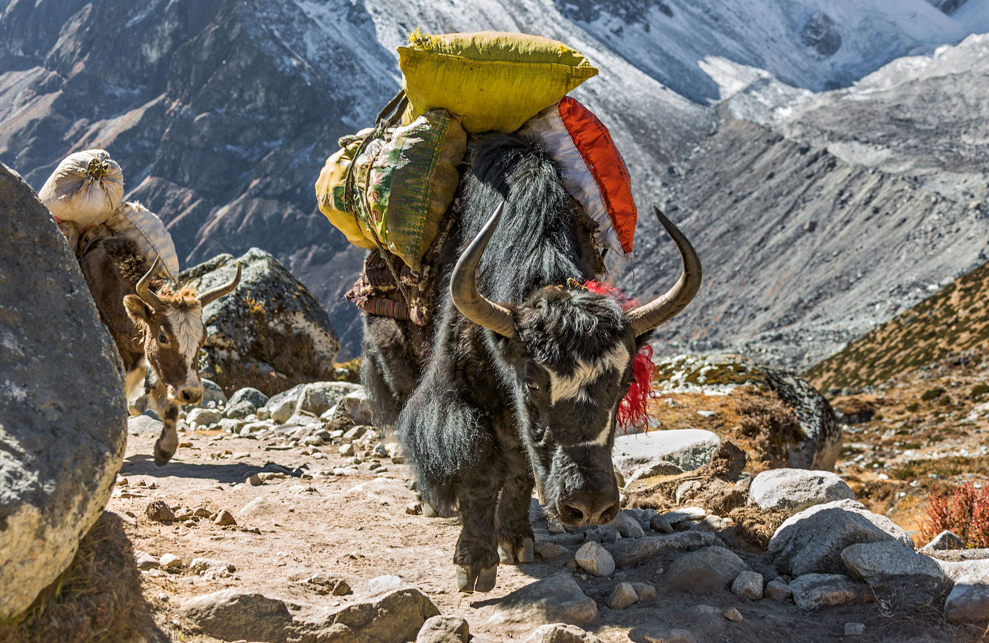 mount-everest-nepal-yak-caravan