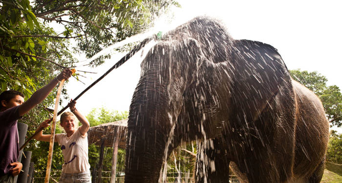 elefanter på wildlife rescue center i thailand