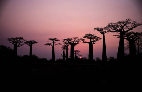 se baobab trærne på en reise til madagaskar