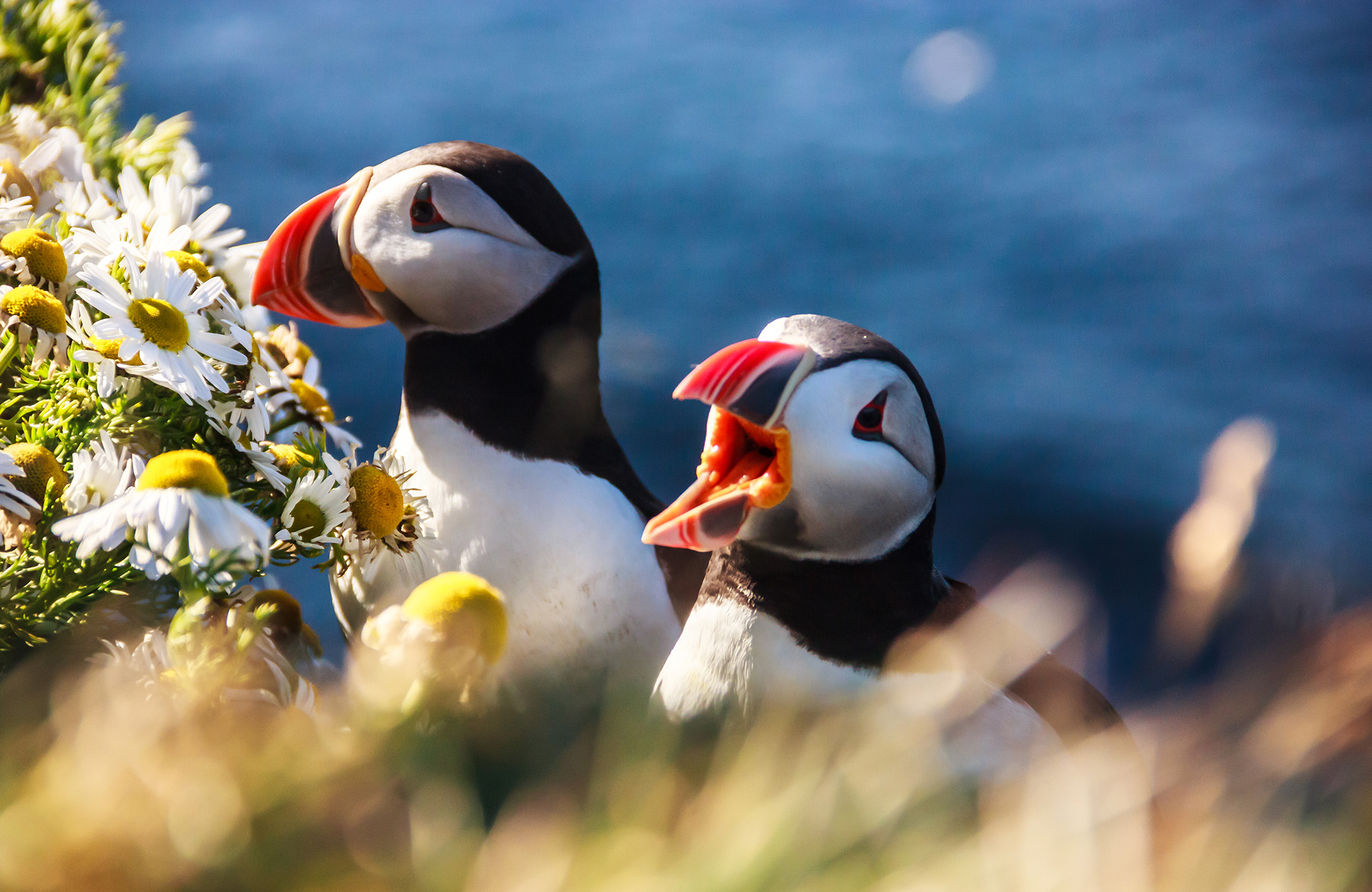 iceland-puffin-bird-couple