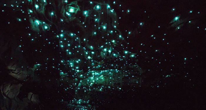 new-zealand-waitomo-caves-glowing