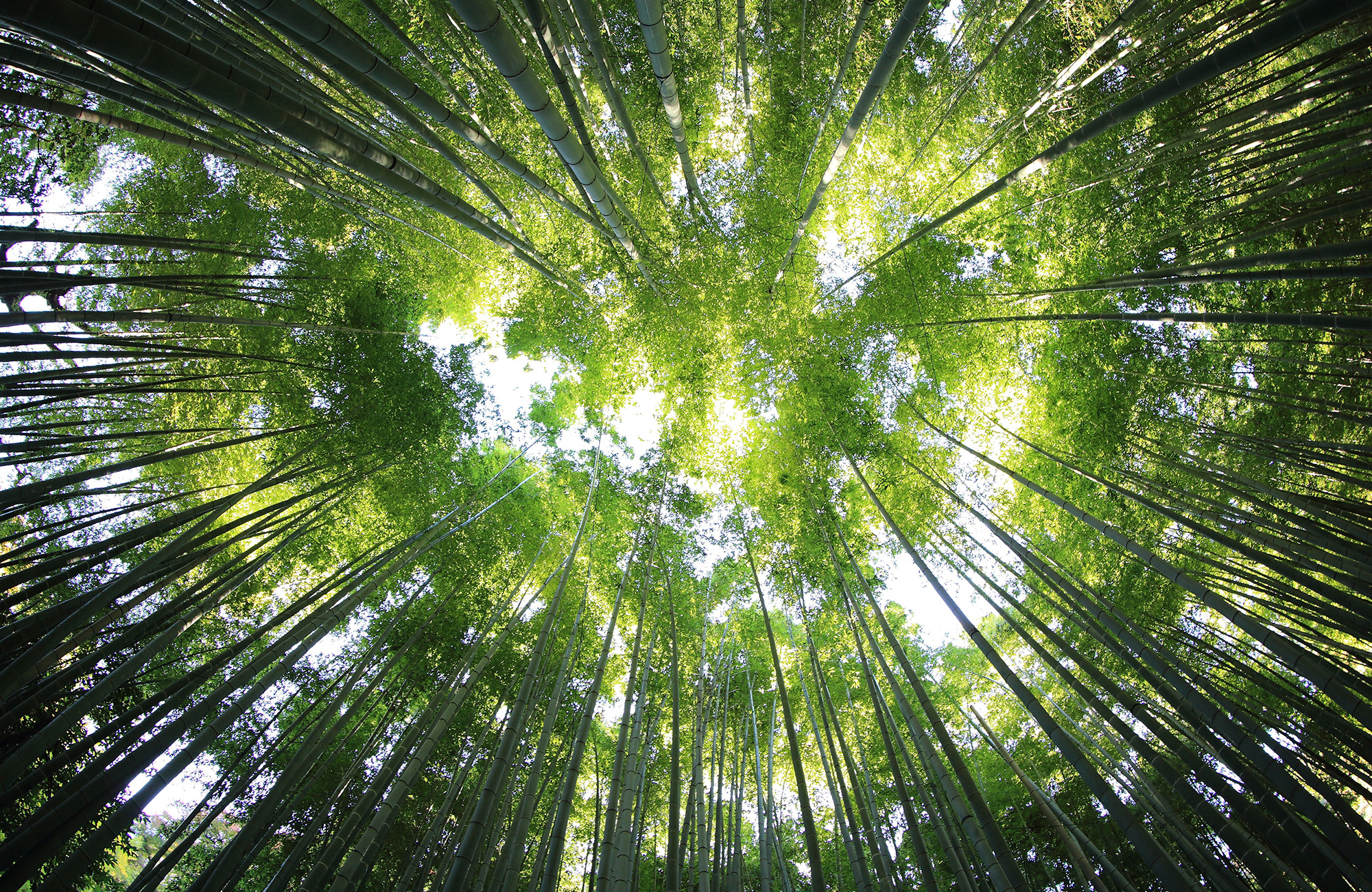 master i miljø og bærekraftig utvikling