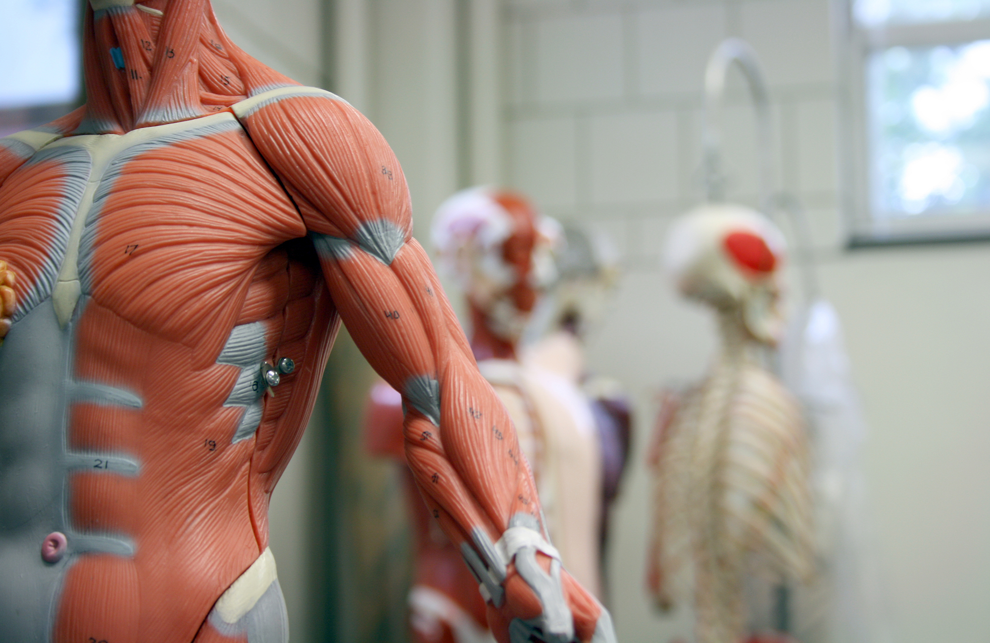 study-field-medicine-anatomy