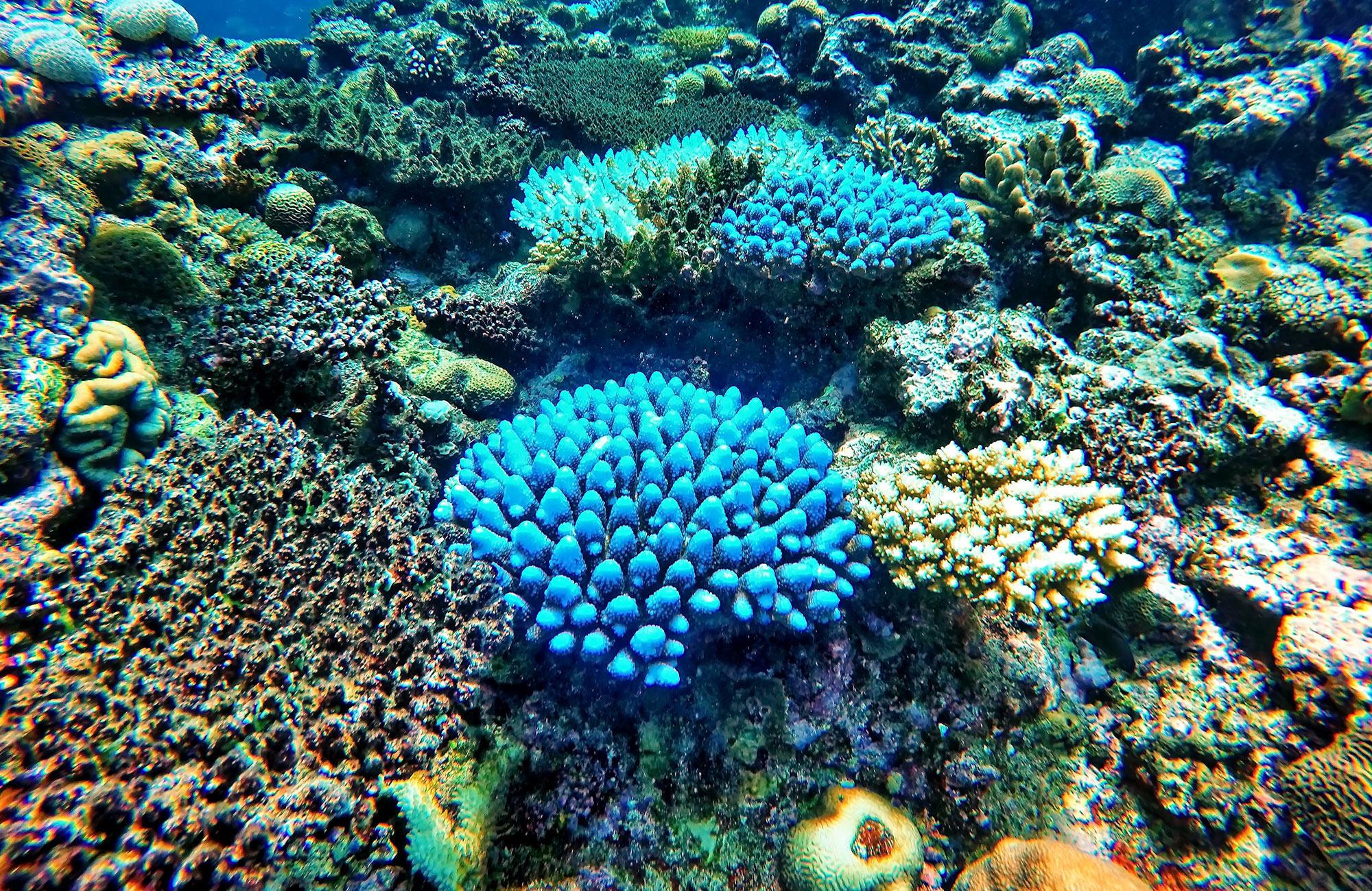 diving-fiji-yasawa-island-reef-cover