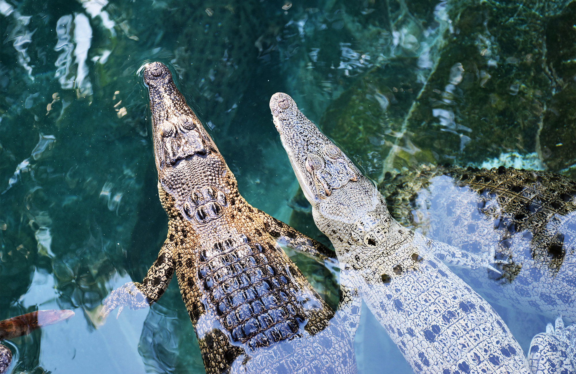 darwin-australia-crocodiles-water-reflection-cover