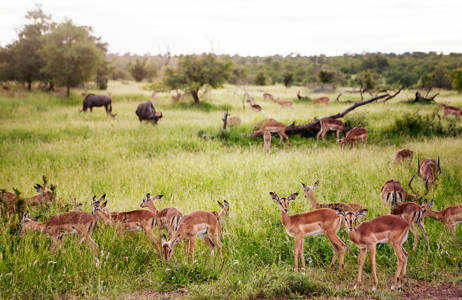 se antilopene på savannen i mosambik