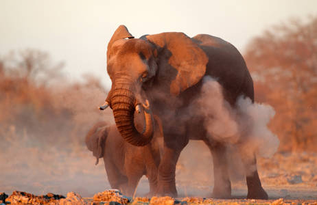 se elefanter på en reise til namibia