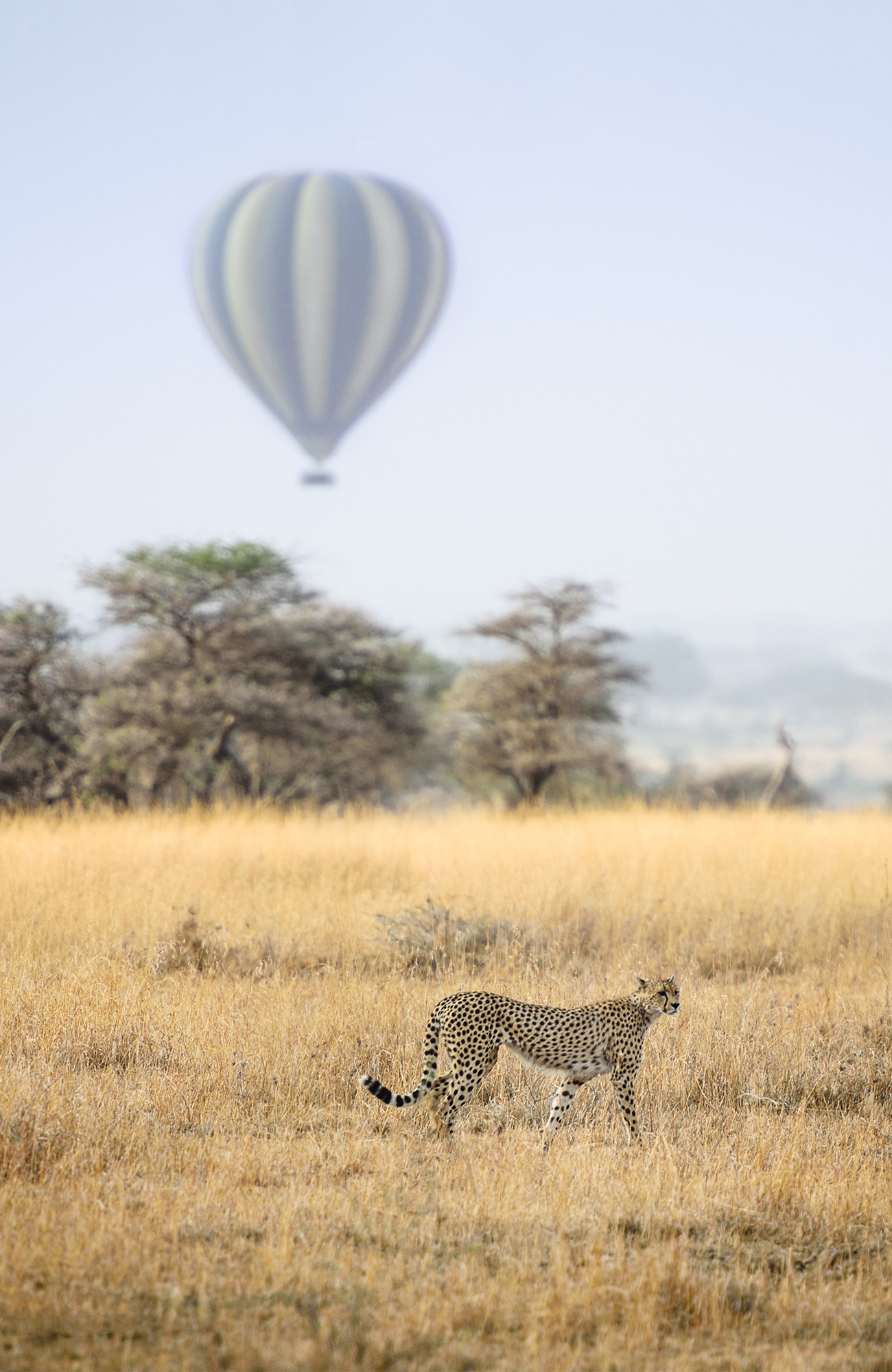 opplevene dyrene på serengeti med KILROY