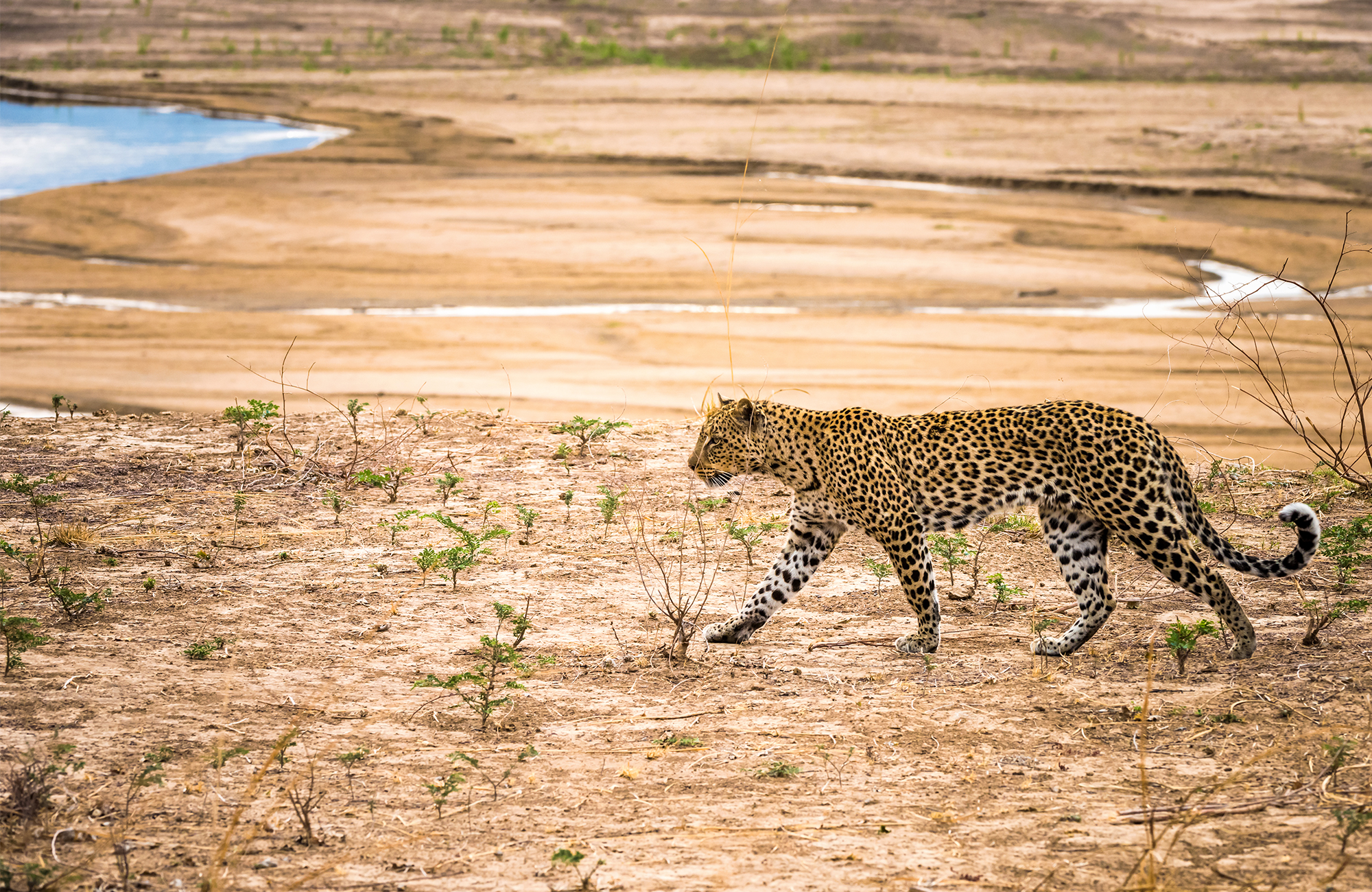 Reiser til Zambia - Afrikas uslipte diamant!