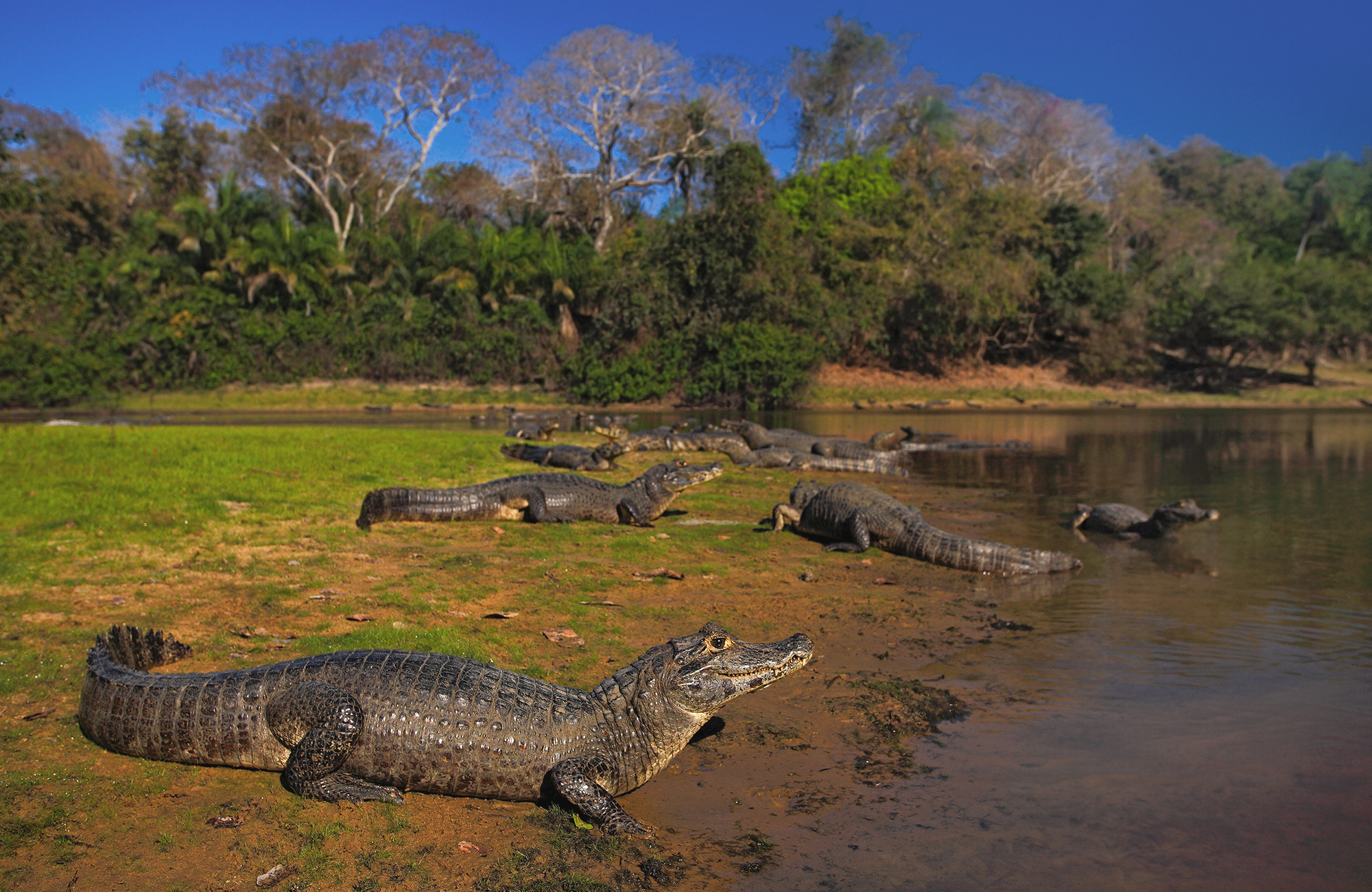 pantanal-brazil-crocodiles-river-bank-evening-cover