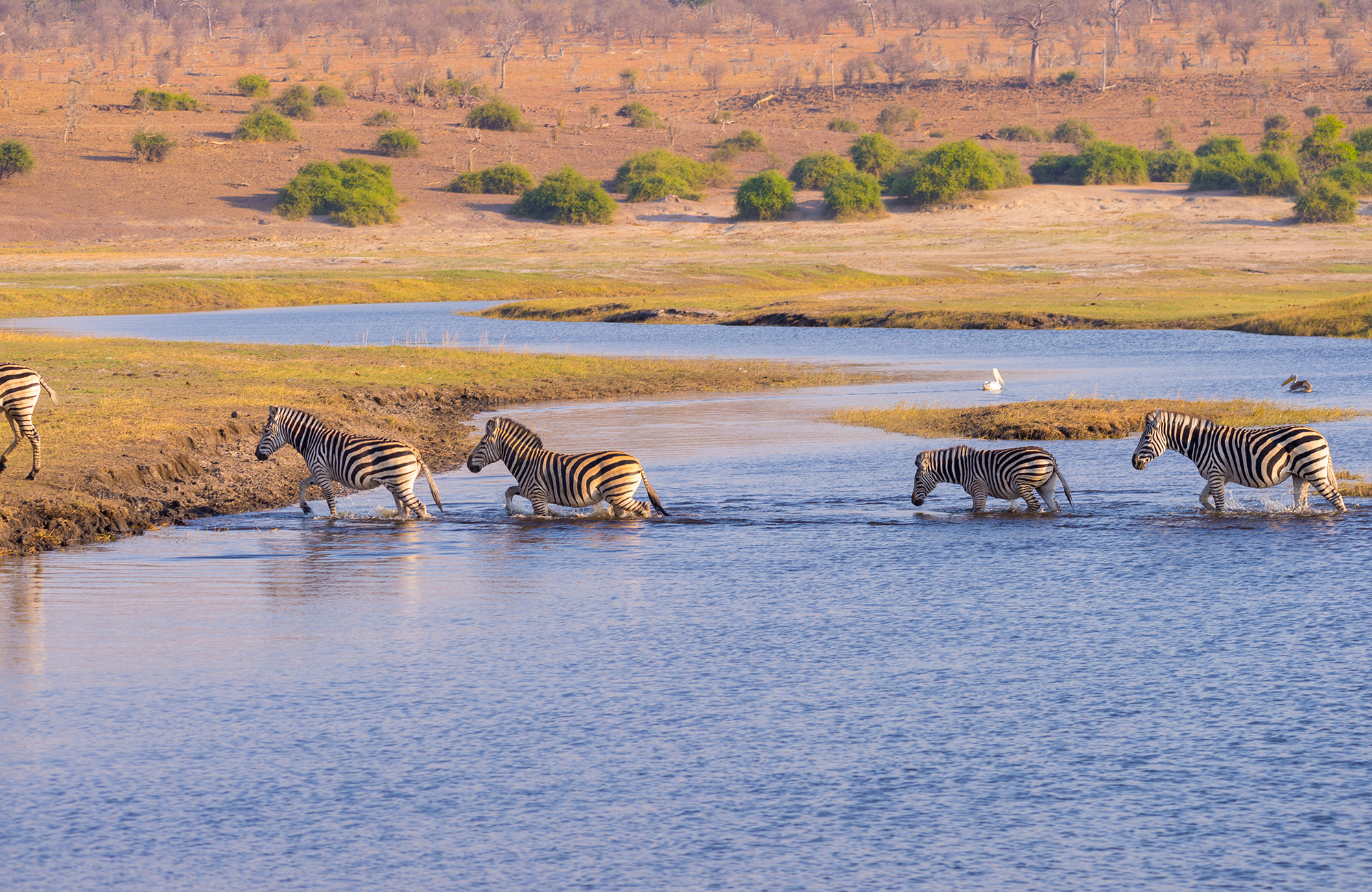 Reiser til Chobe National Park